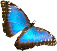 Blauer Schmetterling