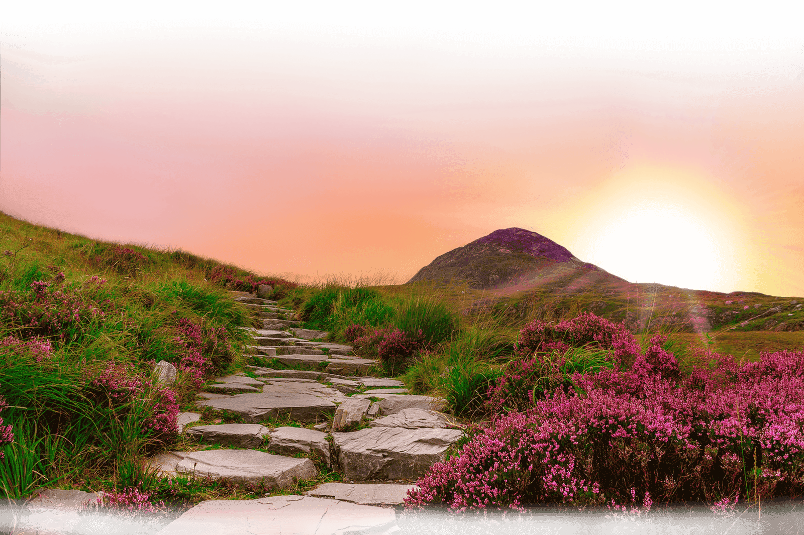 Heide-Landschaft mit einer untergehenden Sonne im Hintergrund